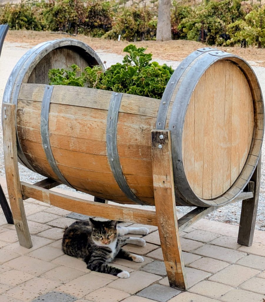 Relaxed calico cat waits for the rain to end under a wine barrel now converted to a kitschy planter.