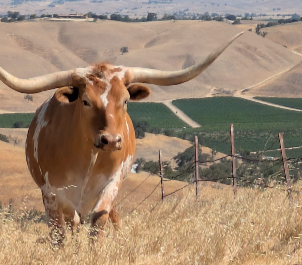 bull