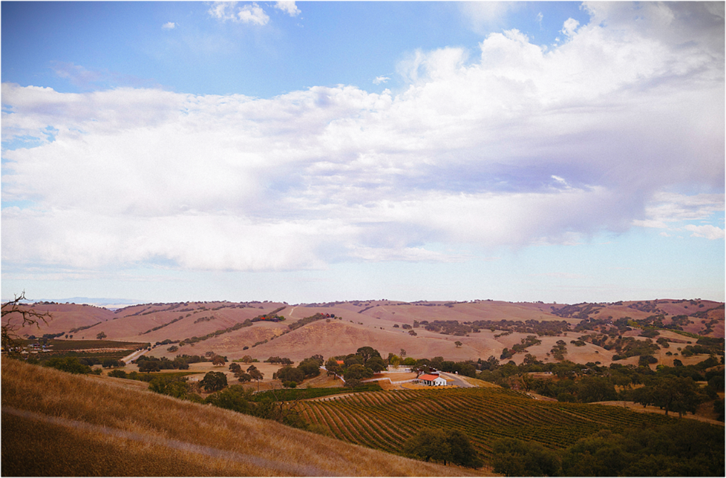 vineyard