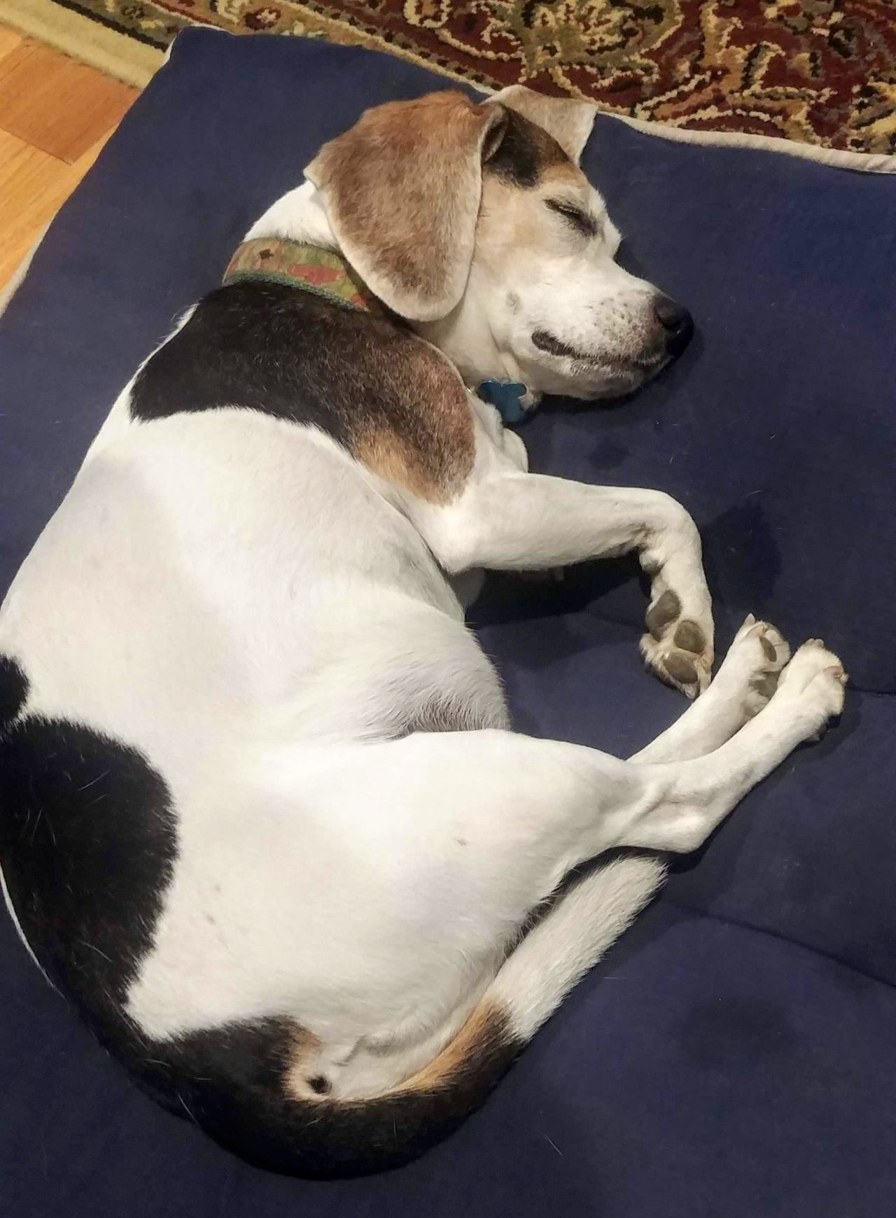 A Beautiful Beagle Homage