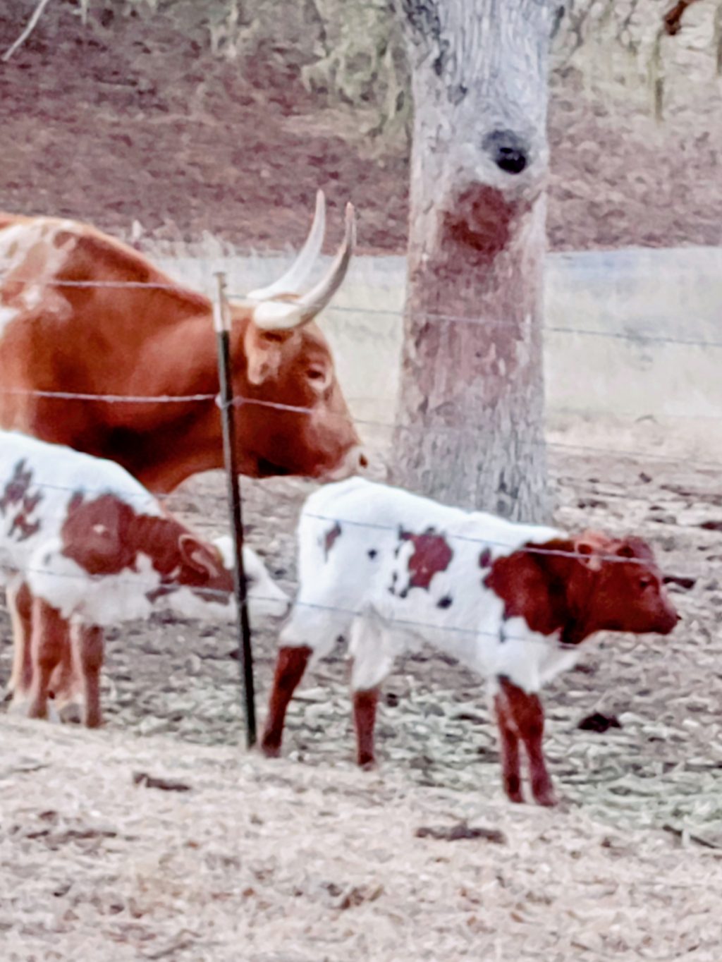 cow family