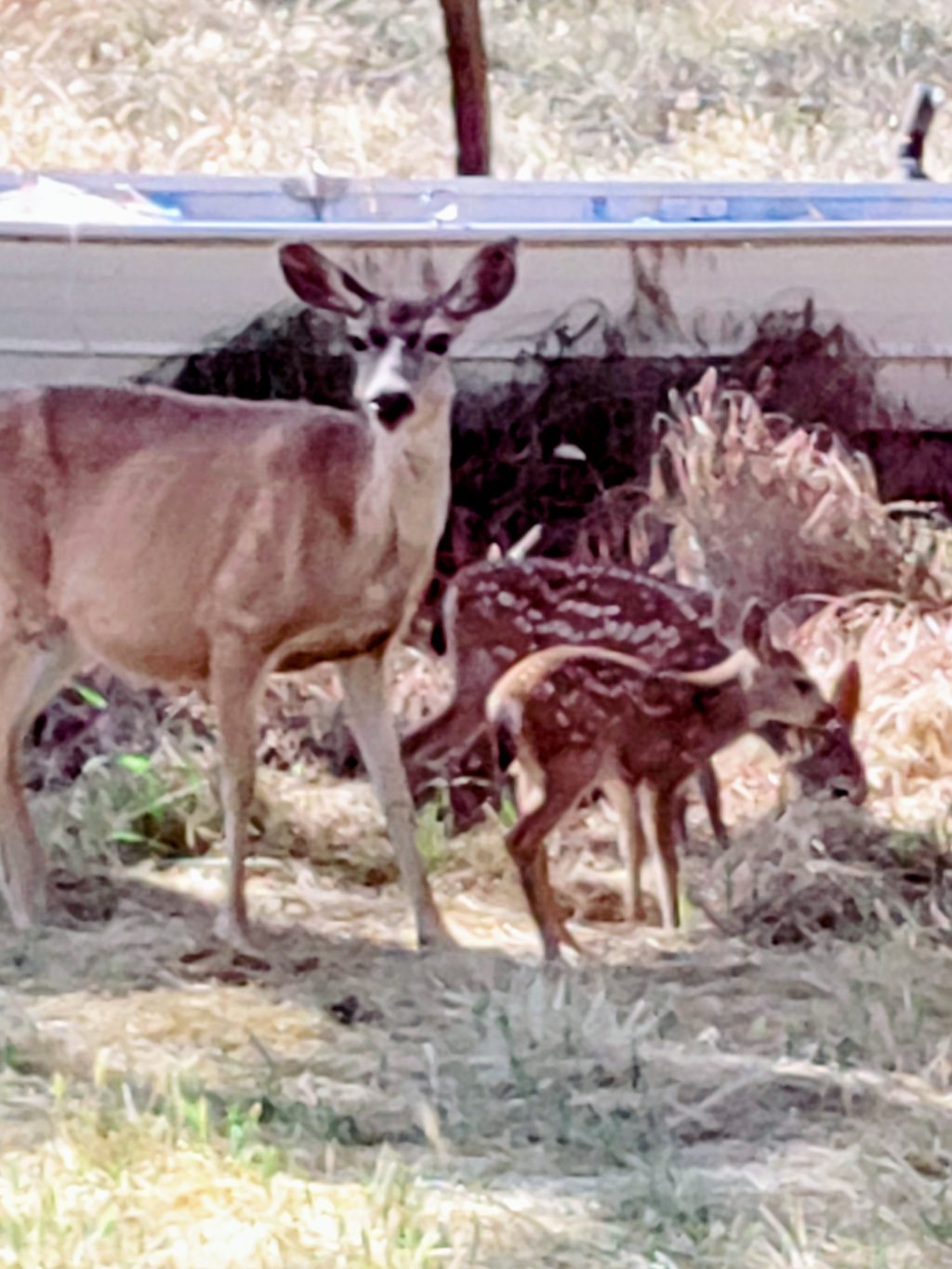 deer family