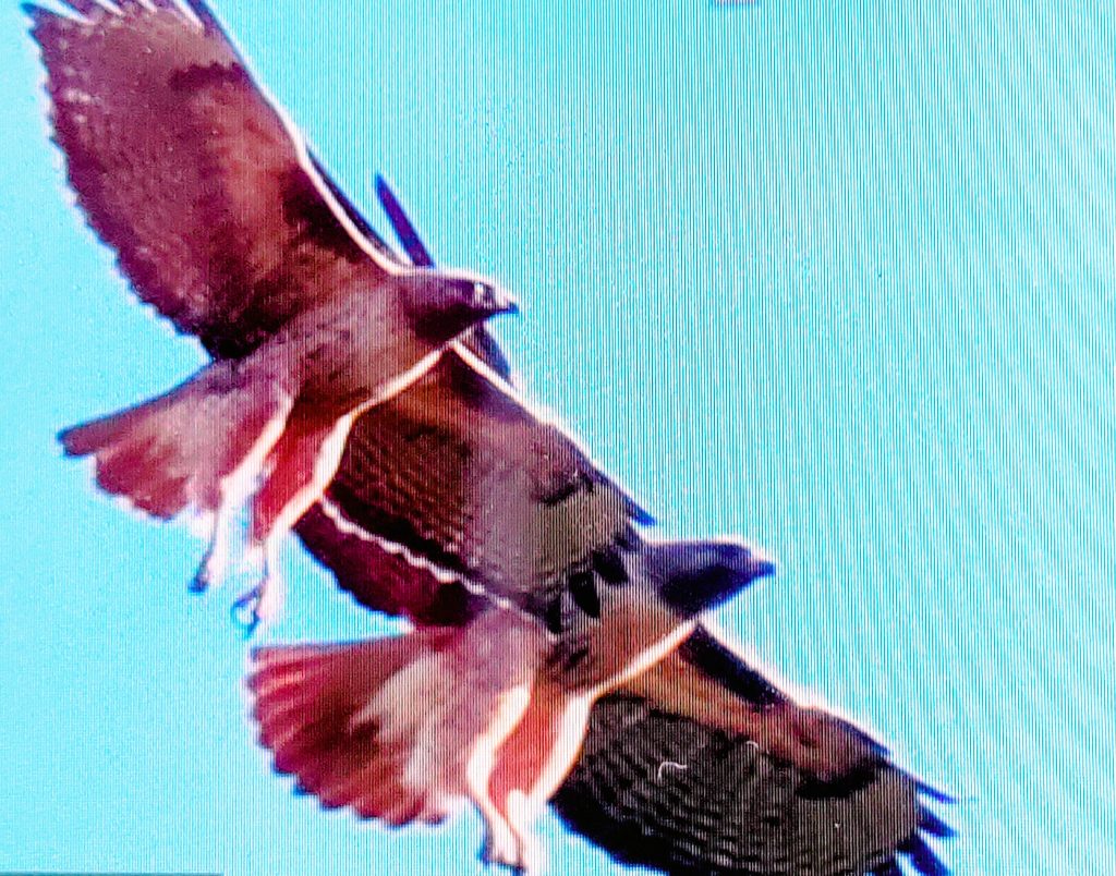 hawks