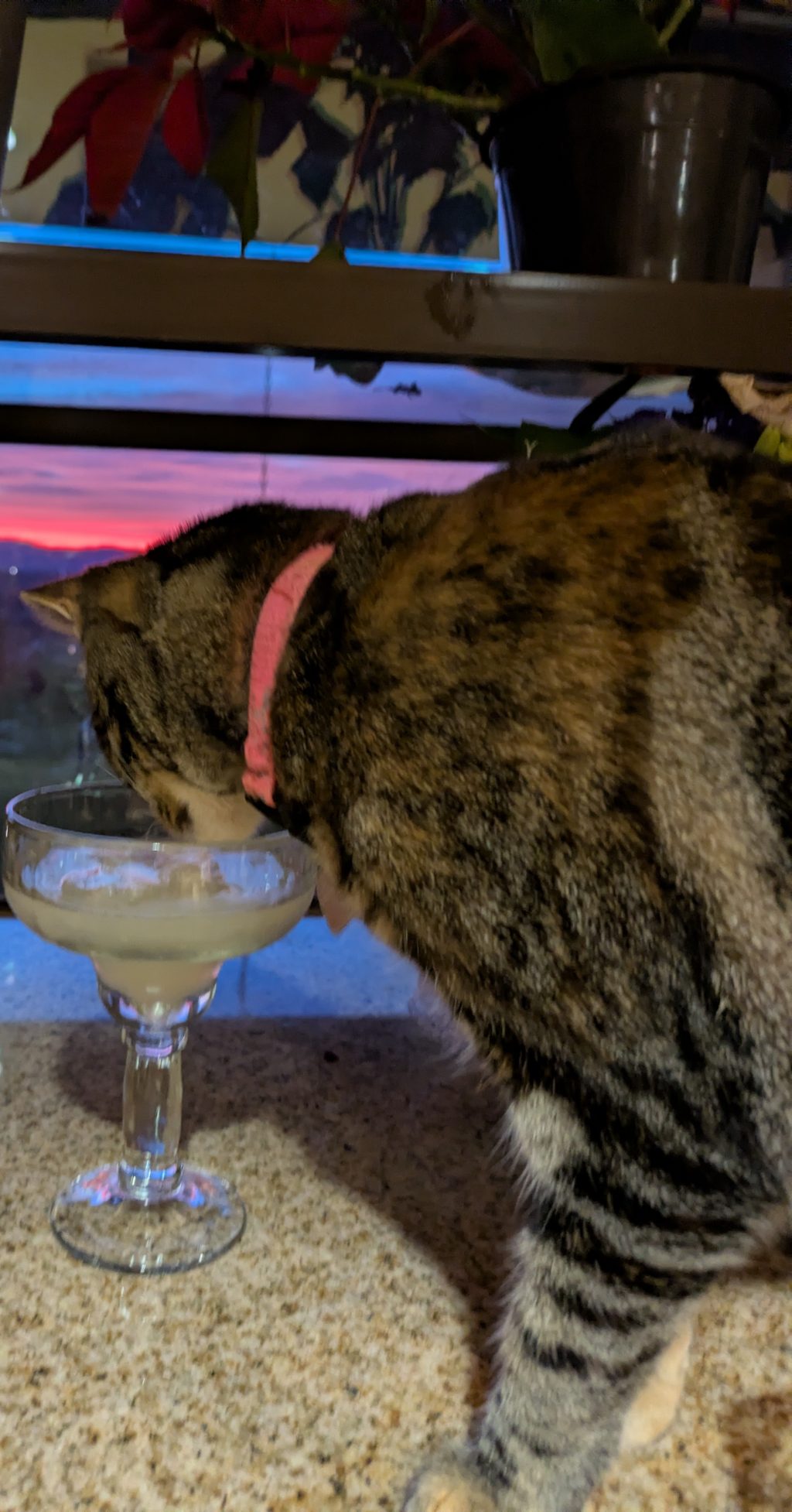 Cat near glass at sunset