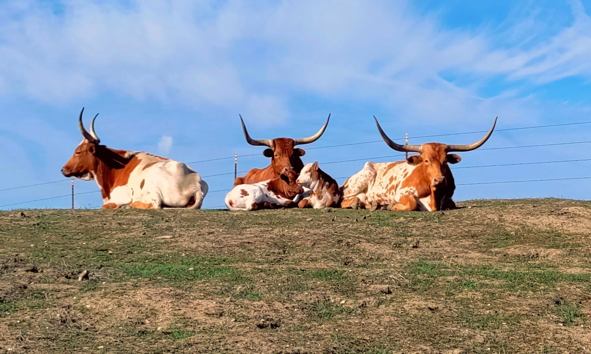 Meet the Herd