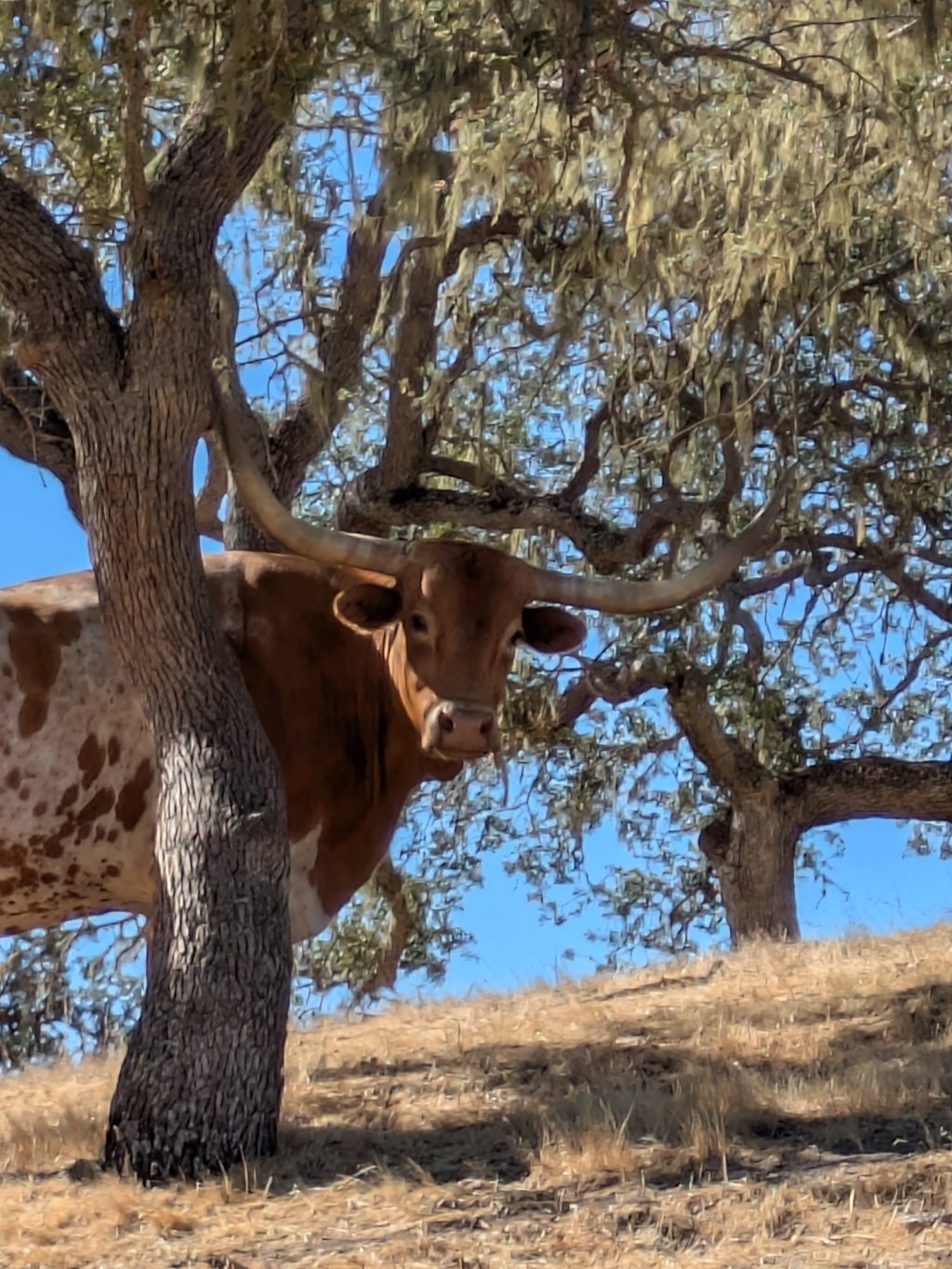 super cute cow