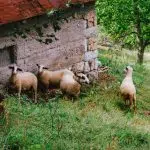 Trading the Limelight for Lambs: Famous Faces Who Went Rural