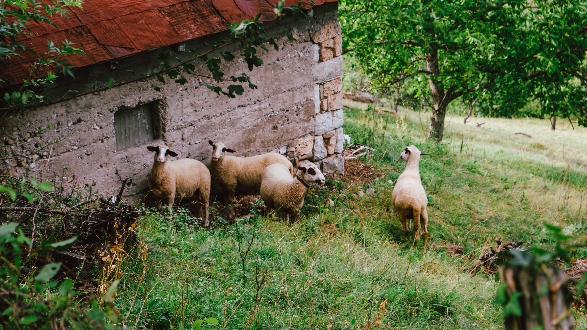 Trading the Limelight for Lambs: Famous Faces Who Went Rural